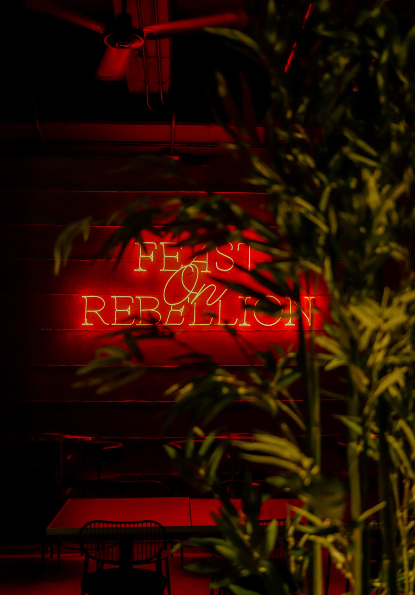 Animal Cocina Florida - 18